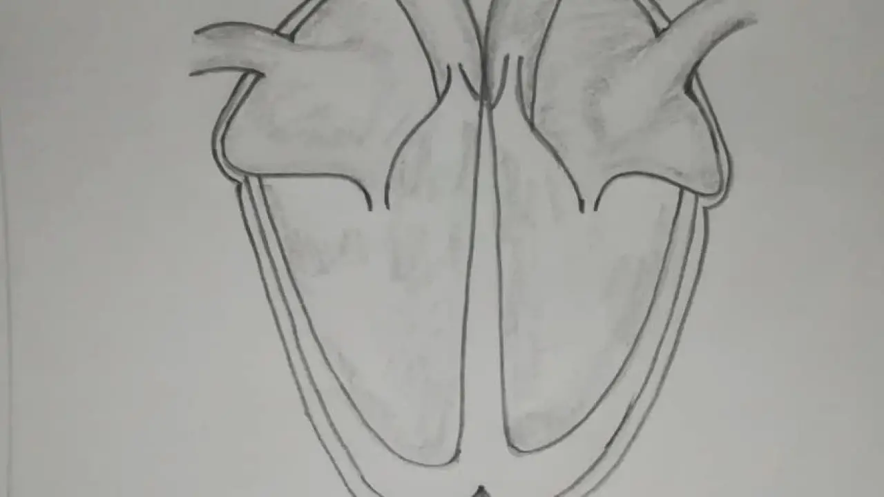 Featured image of post Human Heart Pencil Sketch The heart is a muscular organ that pumps blood around the body via the blood vessels of the circulatory system