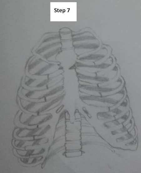 How To Draw The Rib Cage 7 Easy Steps