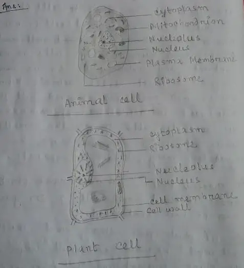 Telangana SCERT Class 8 Biology Chapter 2 Cell The Basic Unit of Life  Solution