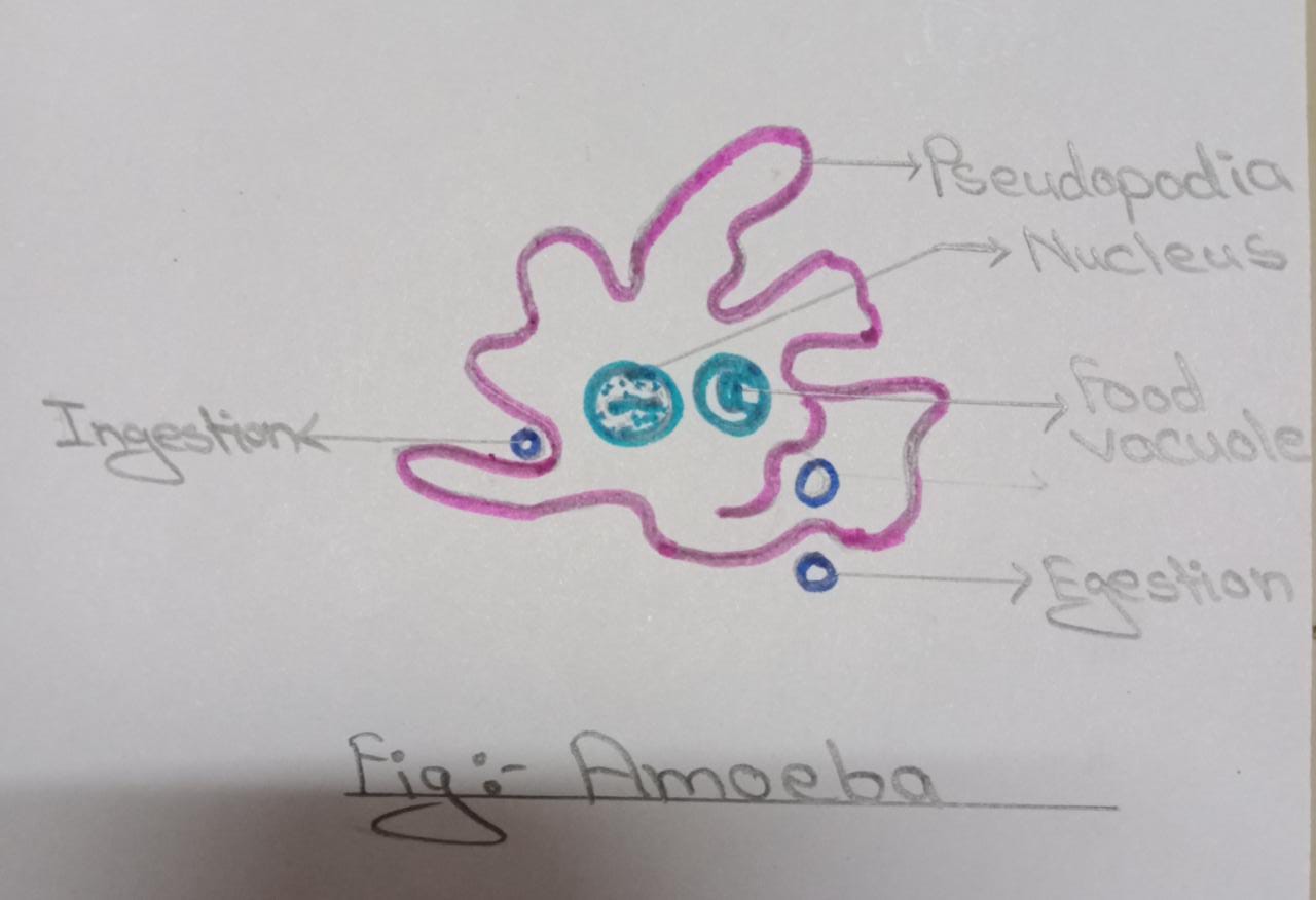 Feeding And Digestion In Amoeba : Class 7 Science Lesson - Nutrition in  Animals