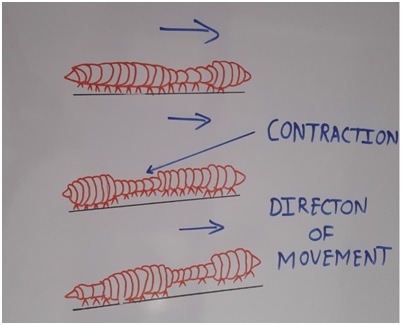 Animals Movement : Class 6 Science Lesson - Body Movements