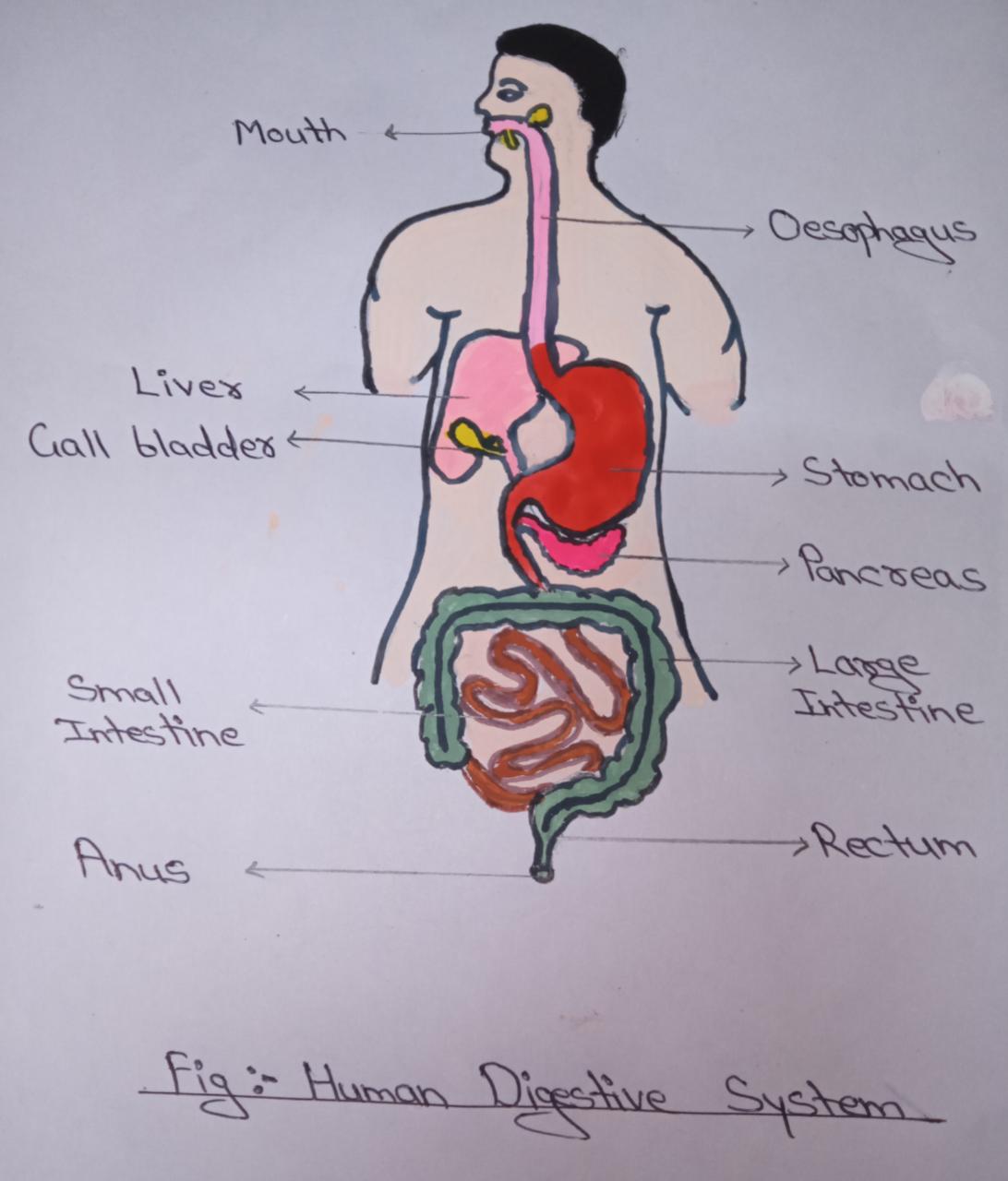 essay on how the digestive system works