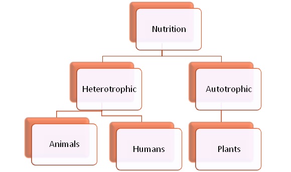 Modes of nutrition : Class 10 Science Lesson - Life Processes