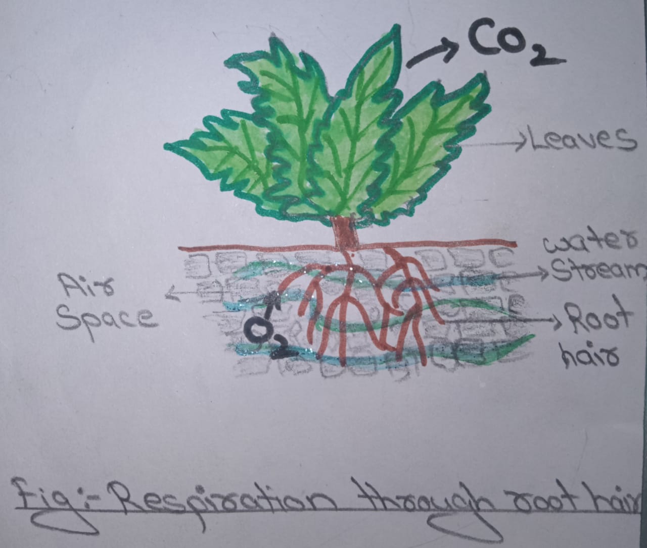 Respiration In Plants : Class 7 Biology Lesson - Respiration In Organisms Respiration In Plants : Class 7 Biology Lesson - Respiration In Organisms