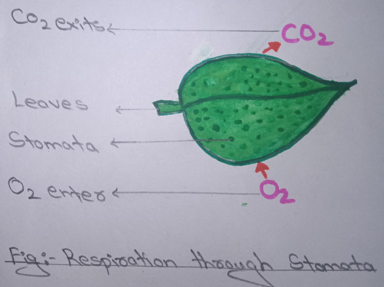 Respiration In Plants : Class 7 Biology Lesson - Respiration In Organisms