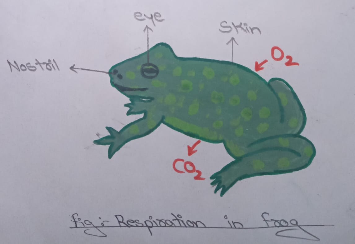Respiration In Animals : Class 7 Biology Lesson - Respiration In Organisms