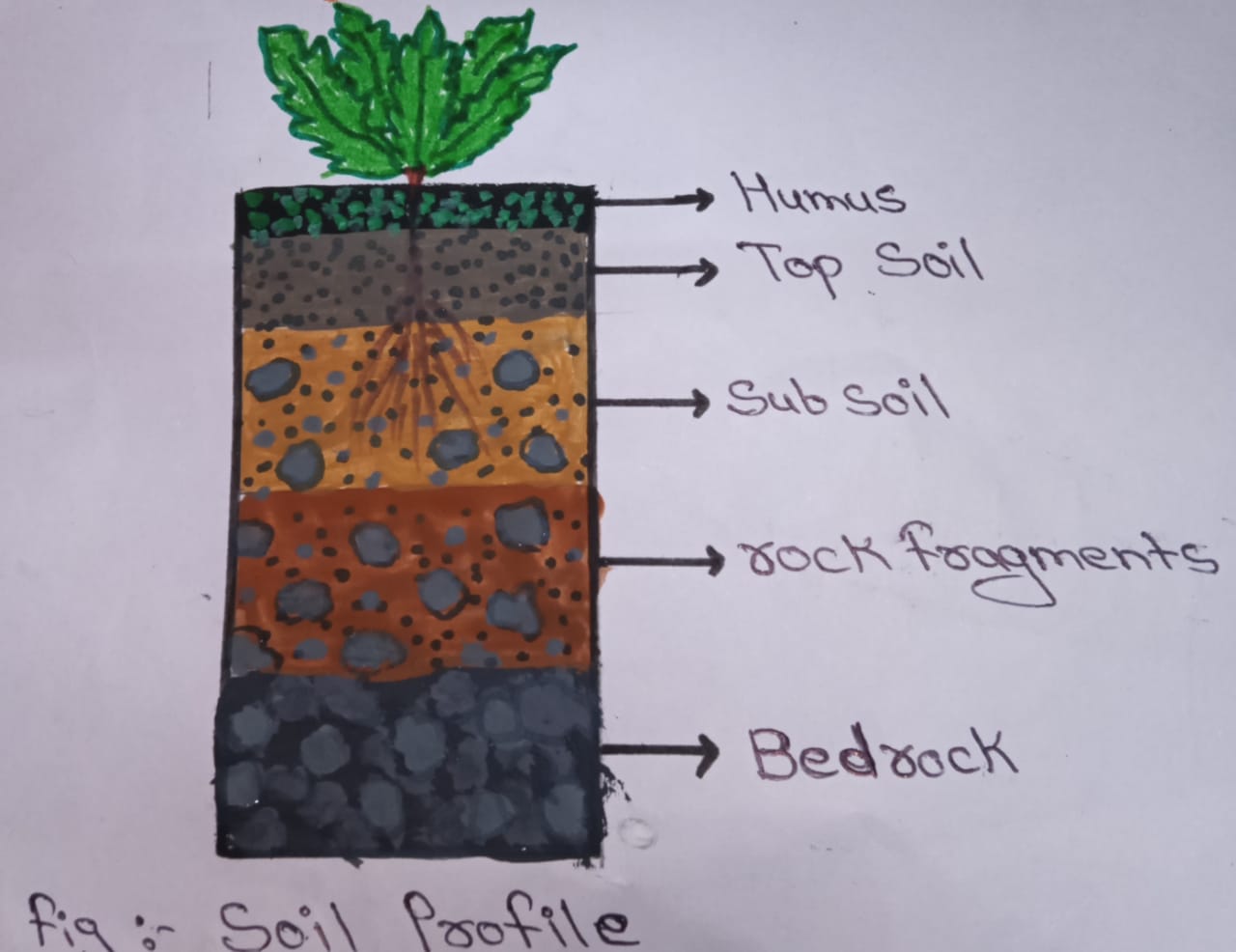 Soil Profile and its Horizons  Diagram and Layers  Digitally learn