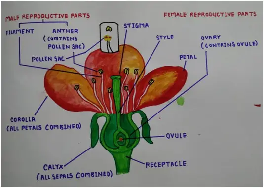 Sexual Reproduction in Flowering Plants : Class 10 Biology Lesson - How do  Organism Reproduce