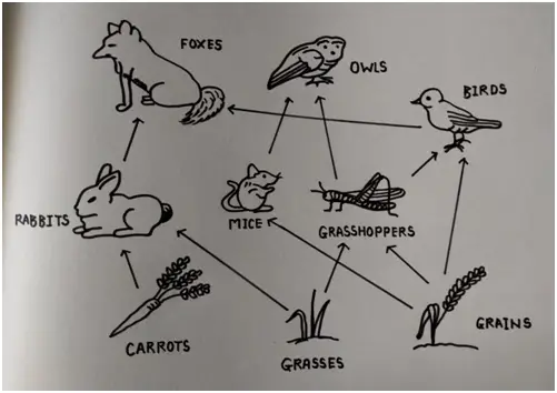 Food Web : Class 10 Biology Lesson - Our Environment