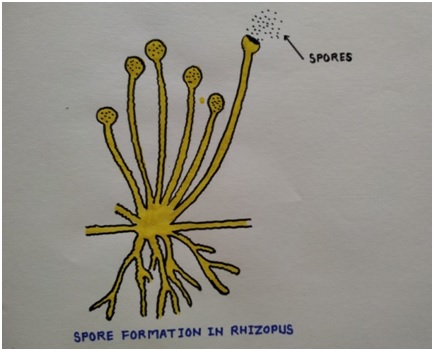 Spore Formation : Class 10 Biology Lesson - How do Organism Reproduce