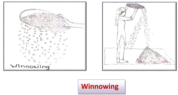 Winnowing : Class 6 Chemistry Lesson - Separation of substances