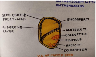 NCERT Solutions Class 11 Biology Chapter 5 Morphology Of Flowering Plants