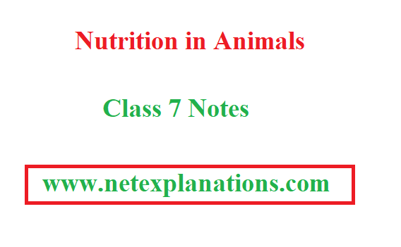 PDF] CBSE Notes - Nutrition in Animals Class 7 | Science Chapter 2