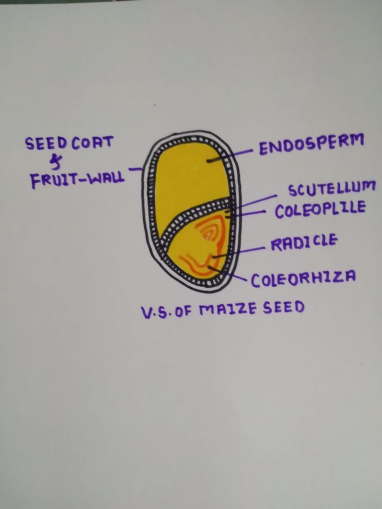 CBSE Diagrams for Class 11 Biology Important for Exams