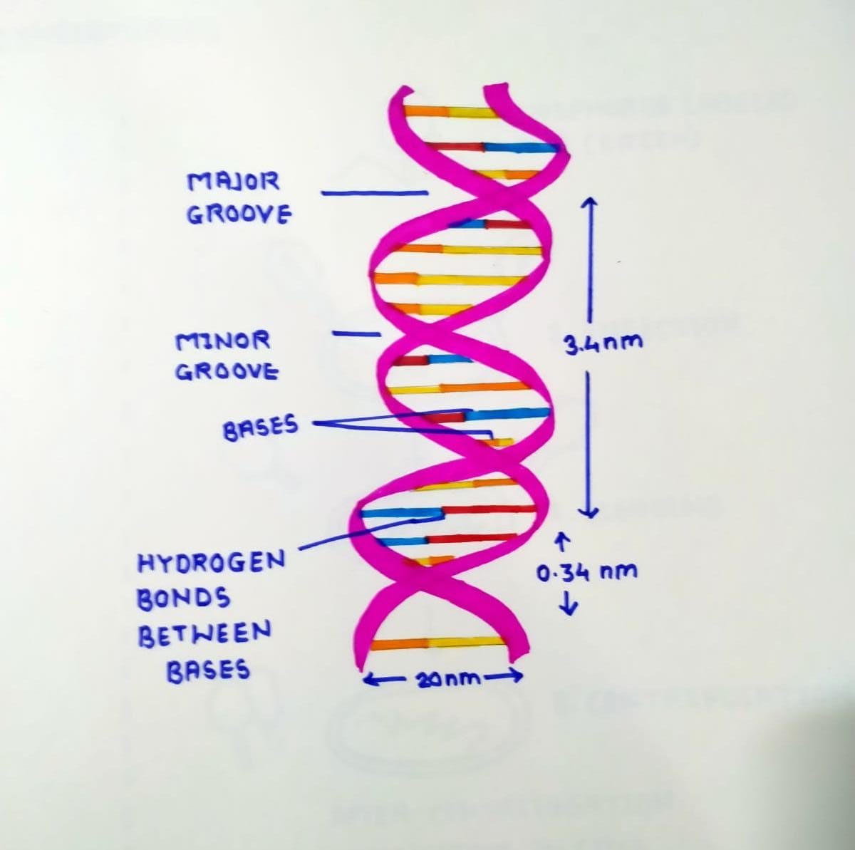 CBSE Diagrams for Class 12 Biology Important for Exams