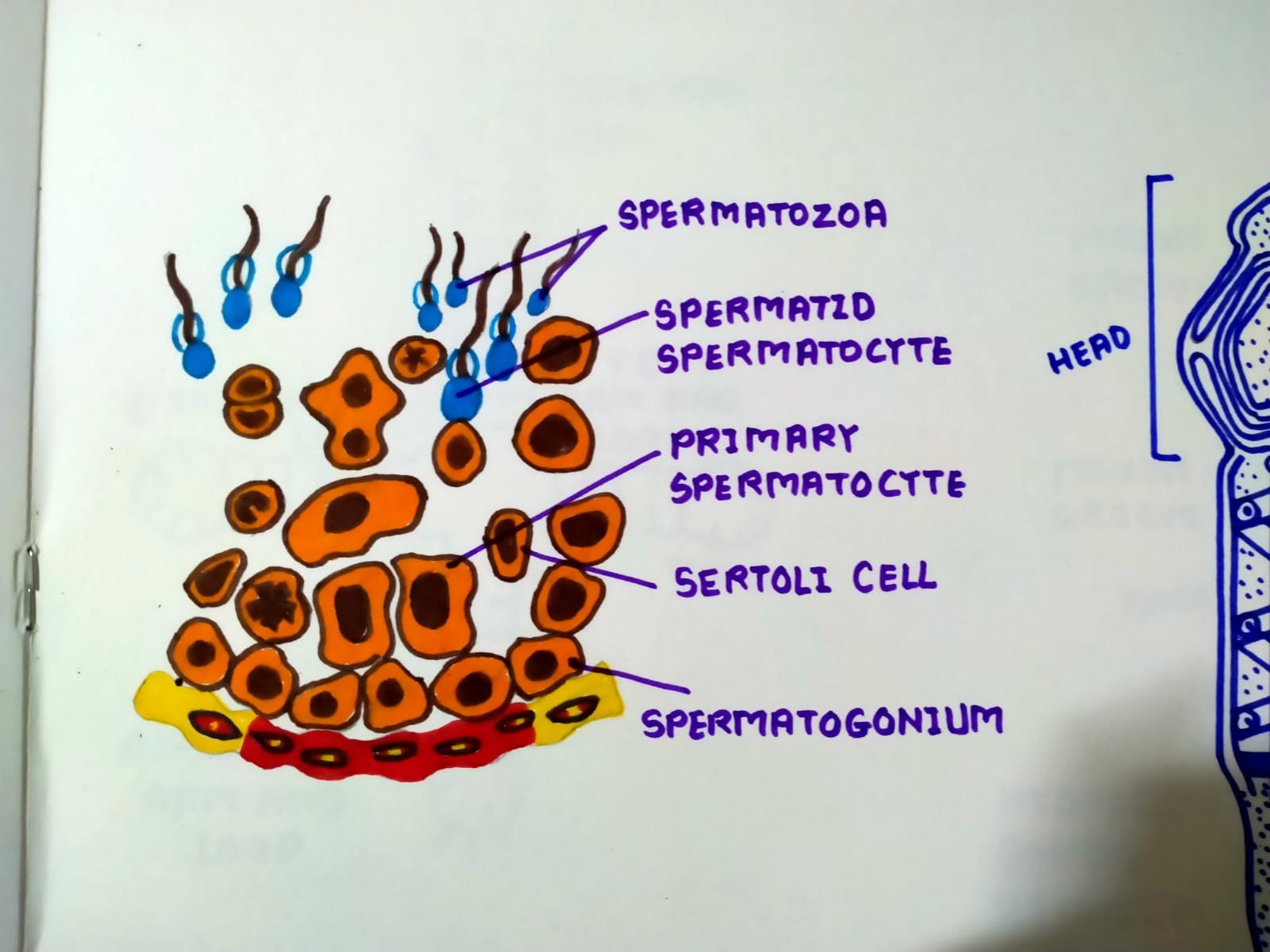 CBSE Diagrams for Class 12 Biology Important for Exams