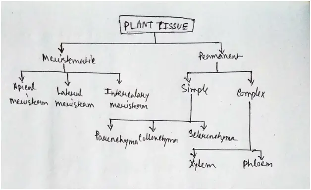 Chhattisgarh State Class 9 Science Chapter 7 Solution Chhattisgarh State Class 9 Science Chapter 7 Solution