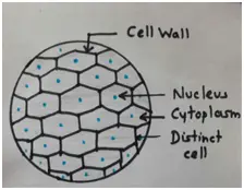 onion cell experiment
