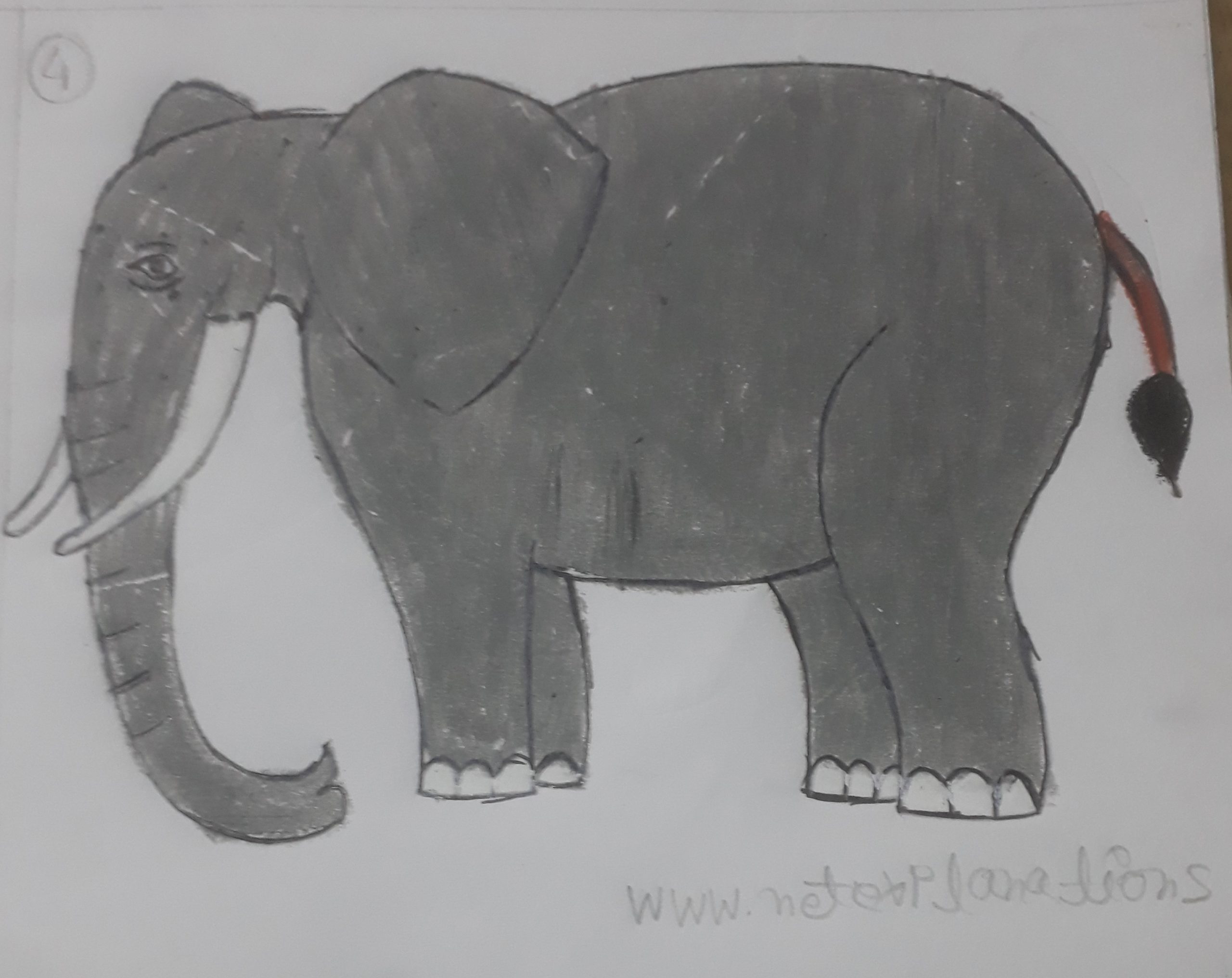Elephant with its Trunk Up Pencil Drawing  How to Sketch Elephant with its  Trunk Up using Pencils  DrawingTutorials101com