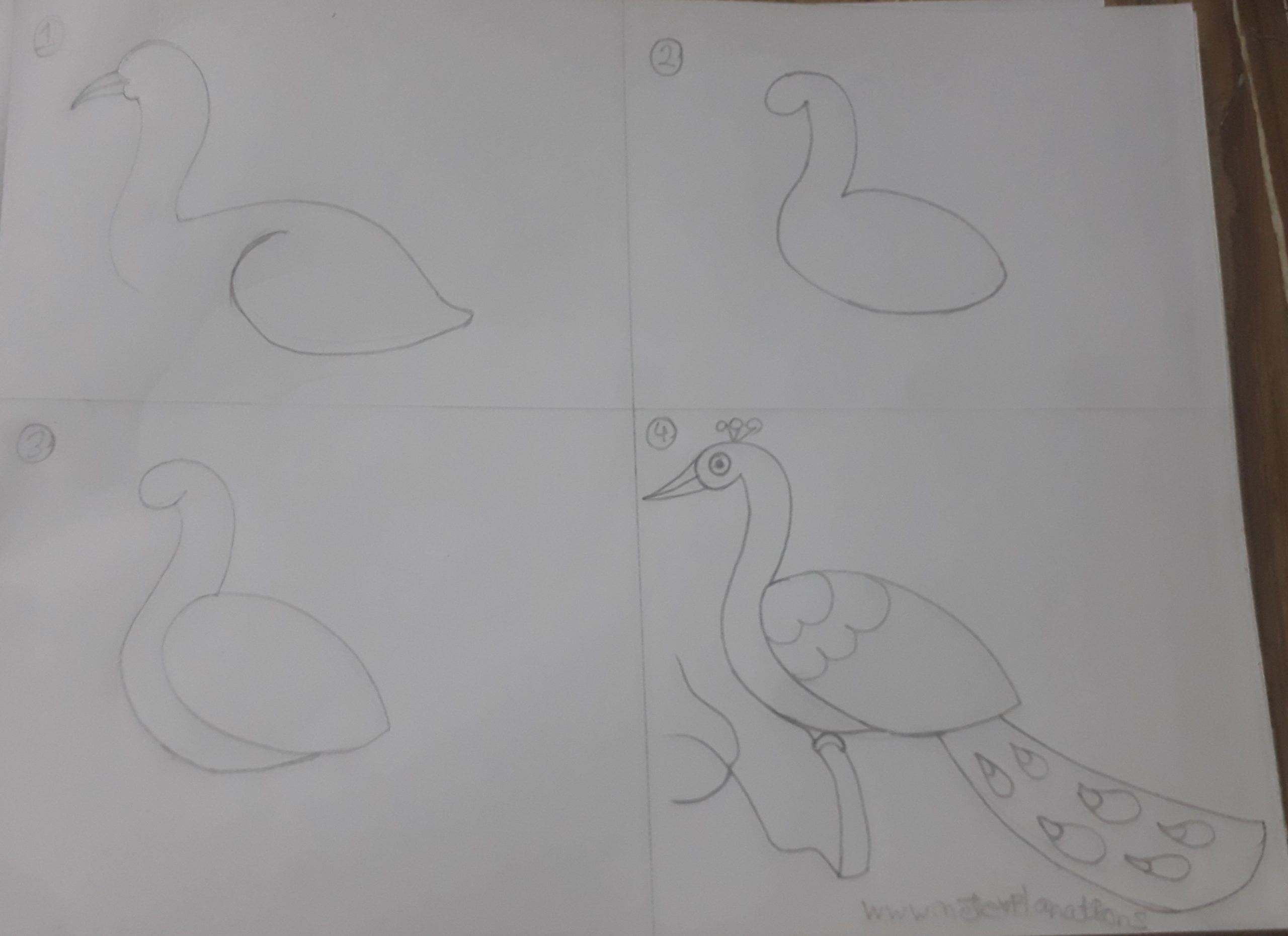 Easy How to draw a Peacock and Peacock Coloring Page