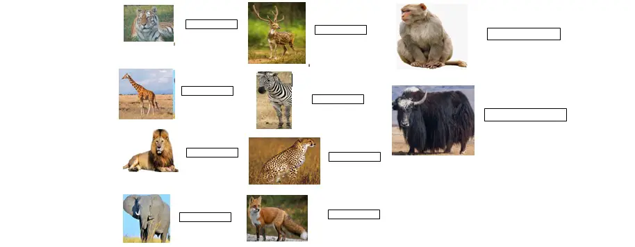 Animals Worksheet for Grade 1 (Total Marks 40)