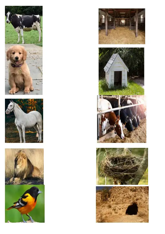 Animals Worksheet for Grade 1 (Total Marks 40)