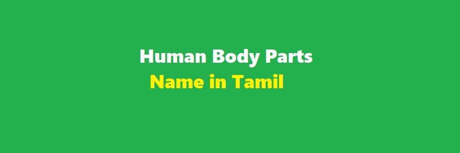 Human Body Parts Name in Tamil