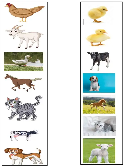 Name the Young one of the Animals Worksheet for UKG (Total Marks 40)