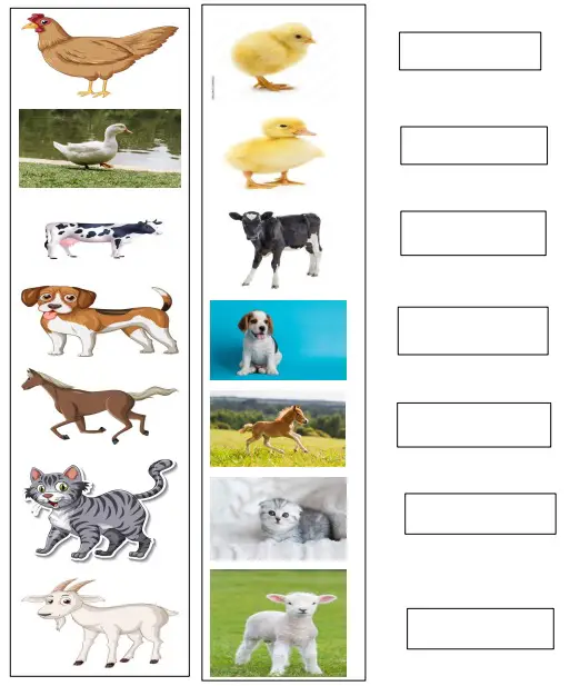 Name the Young one of the Animals Worksheet for UKG (Total Marks 40)