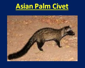 Asian Palm Civet Animal Facts, Information, Scientific Name, Body Features,  Picture & More