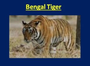 Bengal Tiger Animal Facts, Information, Scientific Name, Body Features,  Picture & More