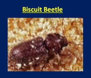Biscuit Beetle