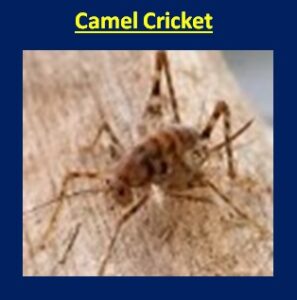 Camel Cricket
