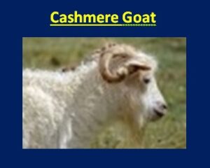 Cashmere Goat Animal Facts, Information, Scientific Name, Body Features,  Picture & More