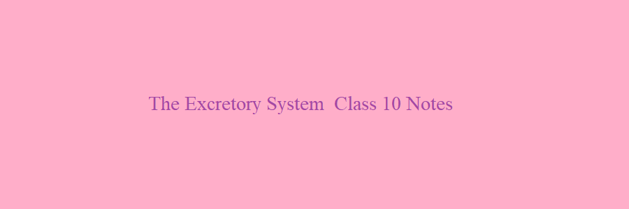 The Excretory System class 10 notes