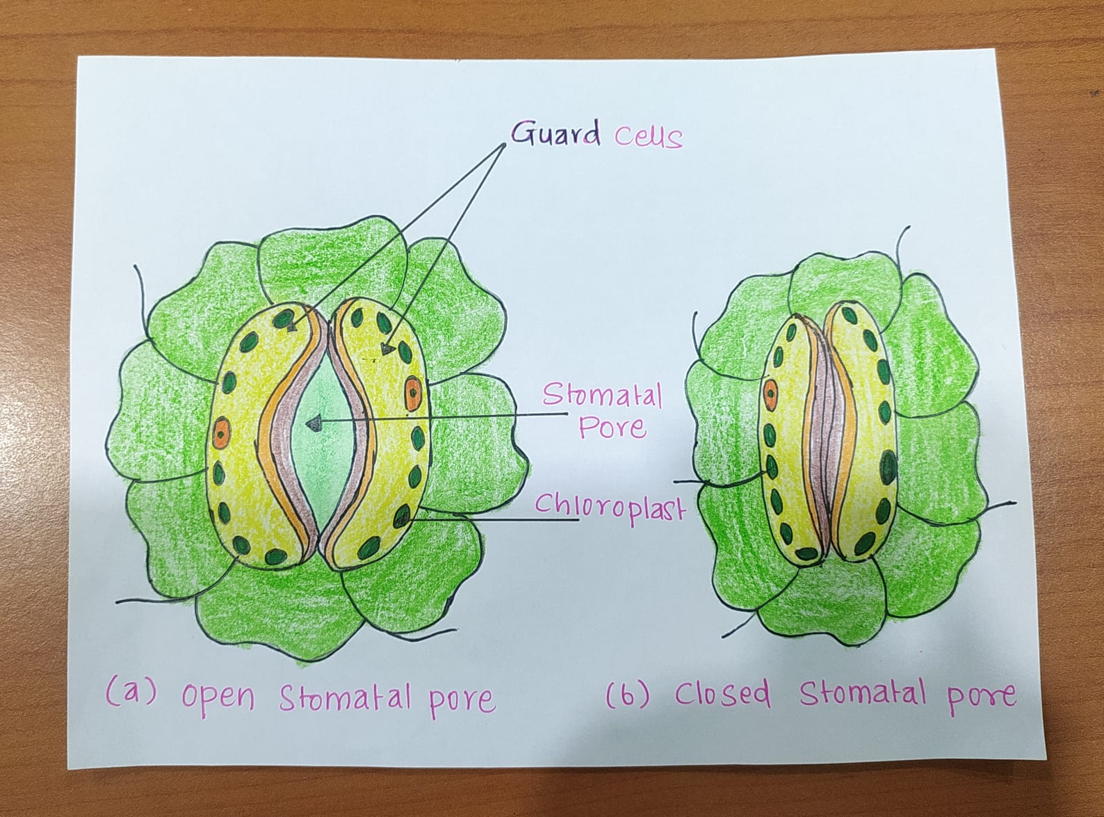 Xerophytes stomata