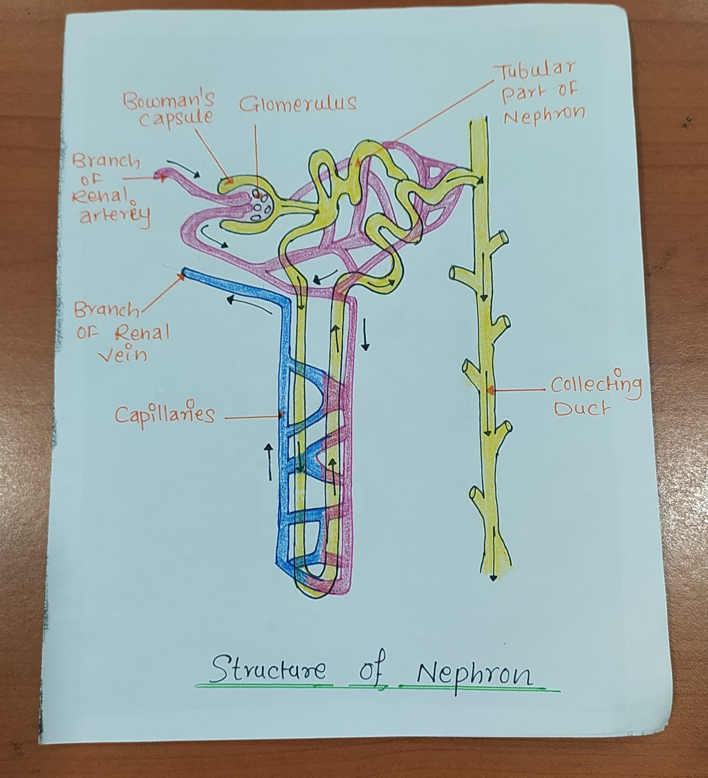 Labelled diagram of Structure of Nephron