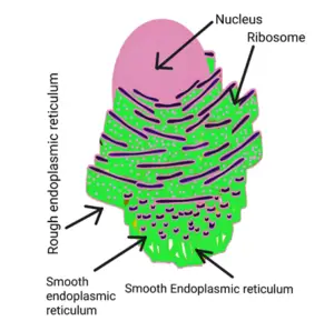 Diagram of Endoplasmic reticulum with level