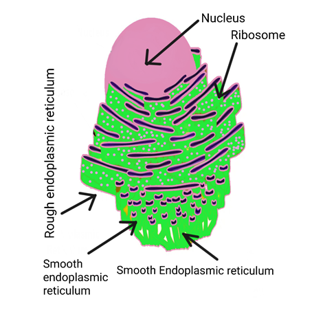 Endoplasmic Reticulum : Class 9 Science Lesson - The fundamental unit ...