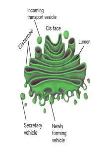 Golgi apparatus diagram with levels