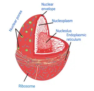 structure of Ribosomes with level diagram