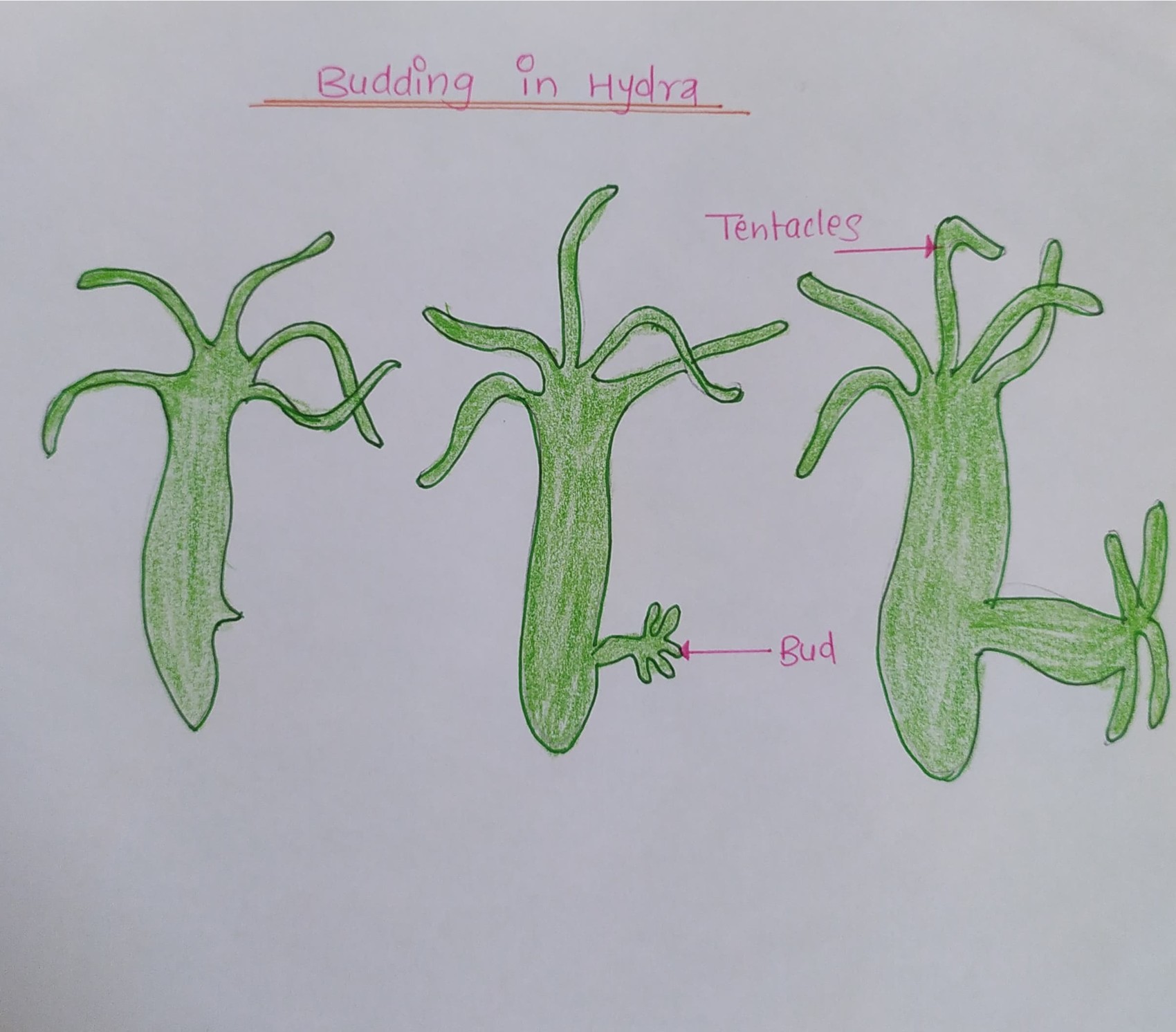 Labelled diagram of Budding in Hydra