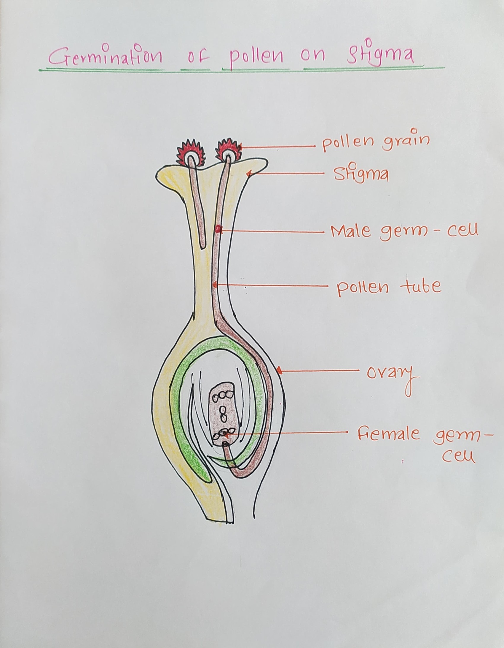 Labelled diagram of Germination of pollen on stigma