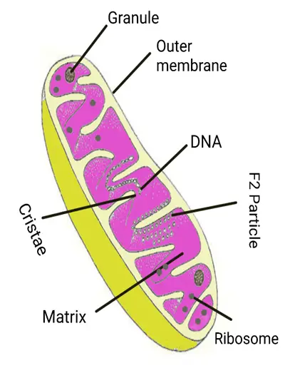 Draw a diagram of Mitochondria