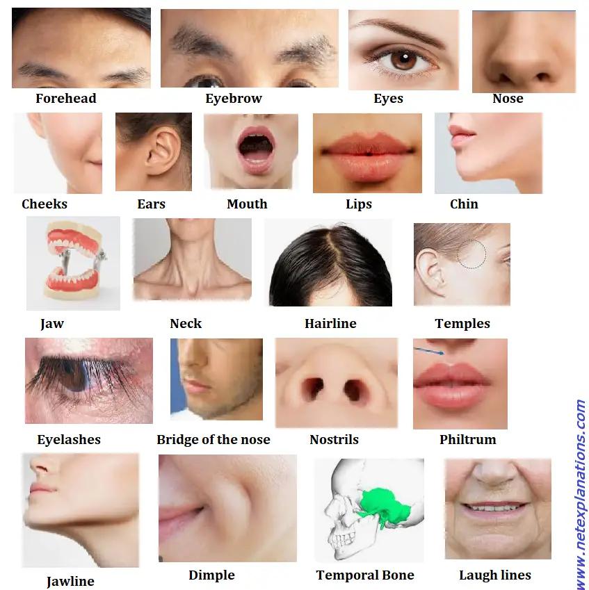 Human Face Parts names and images
